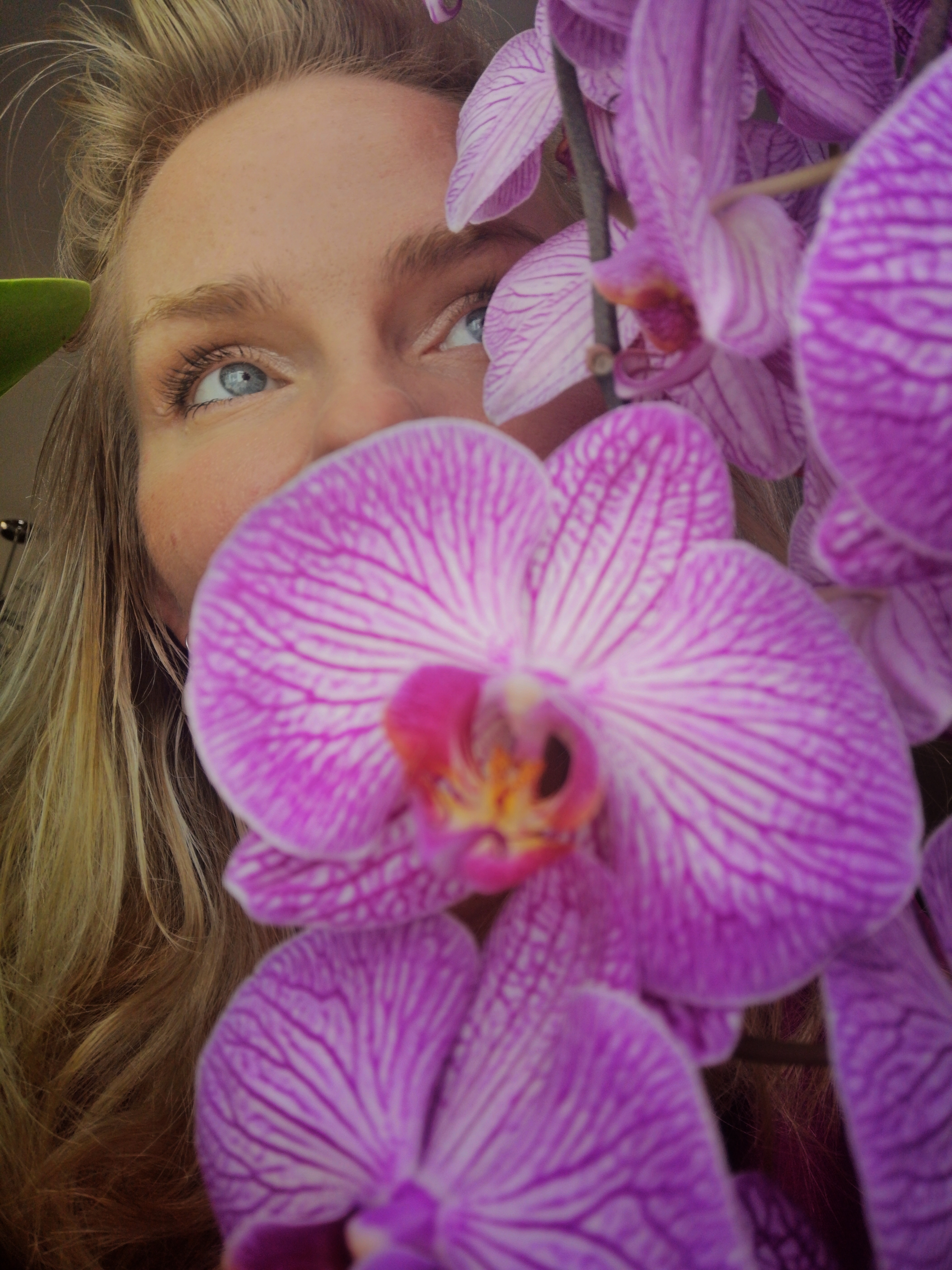 blue eyes behind pink orchid